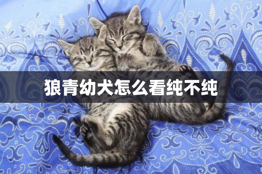 狼青幼犬怎么看純不純