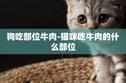 狗吃部位牛肉-貓咪吃牛肉的什么部位