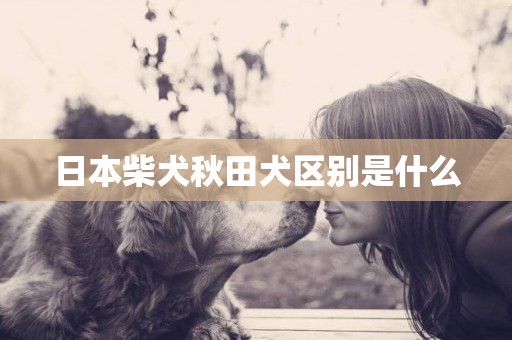 日本柴犬秋田犬區別是什么