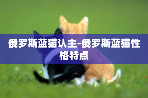 俄羅斯藍貓認主-俄羅斯藍貓性格特點