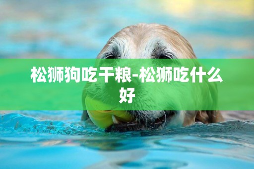 松獅狗吃干糧-松獅吃什么好