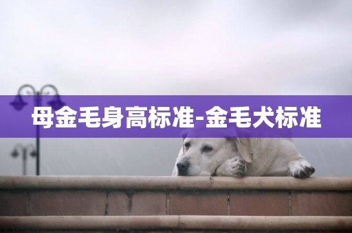 母金毛身高標準-金毛犬標準