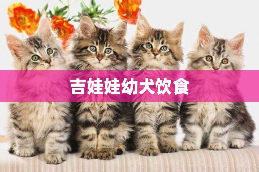 吉娃娃幼犬飲食