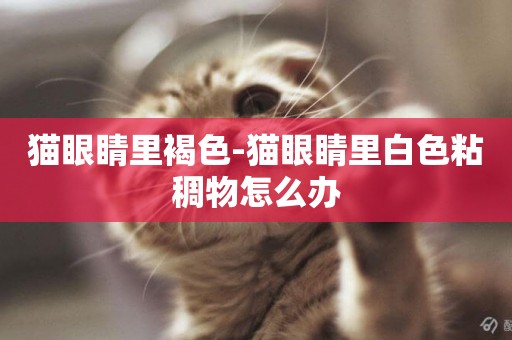 貓眼睛里褐色-貓眼睛里白色粘稠物怎么辦
