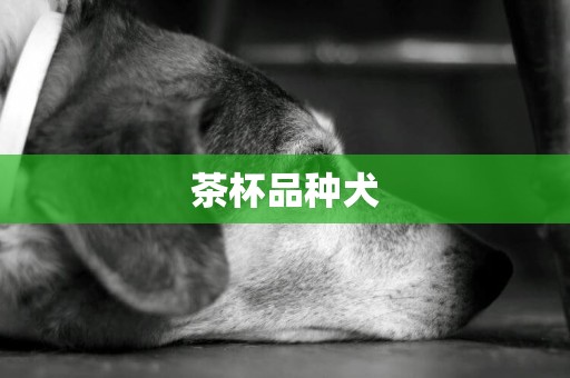 茶杯品種犬