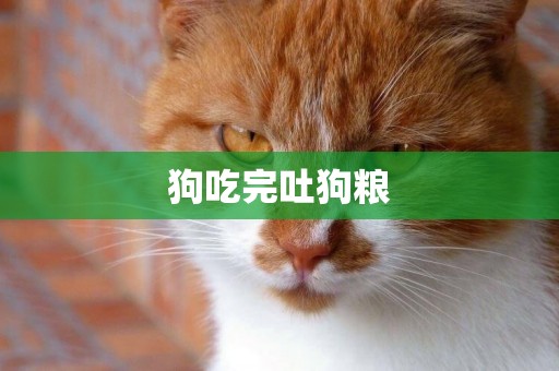 狗吃完吐狗糧