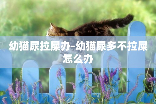 幼貓尿拉屎辦-幼貓尿多不拉屎怎么辦