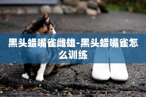 黑頭蠟嘴雀雌雄-黑頭蠟嘴雀怎么訓練