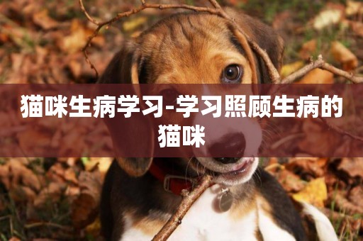 貓咪生病學習-學習照顧生病的貓咪