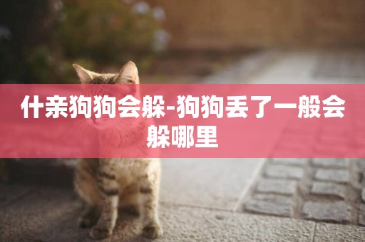 什親狗狗會躲-狗狗丟了一般會躲哪里
