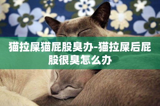貓拉屎貓屁股臭辦-貓拉屎后屁股很臭怎么辦