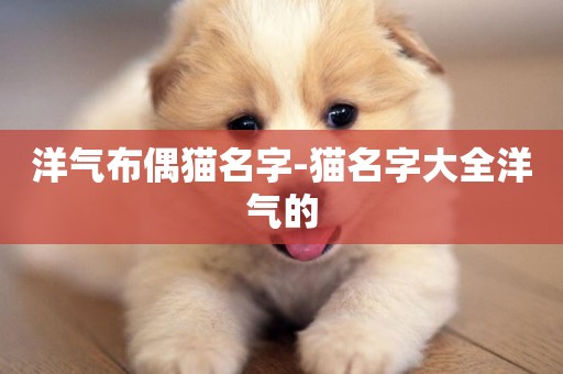 洋氣布偶貓名字-貓名字大全洋氣的