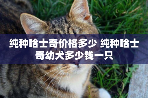 純種哈士奇價格多少 純種哈士奇幼犬多少錢一只