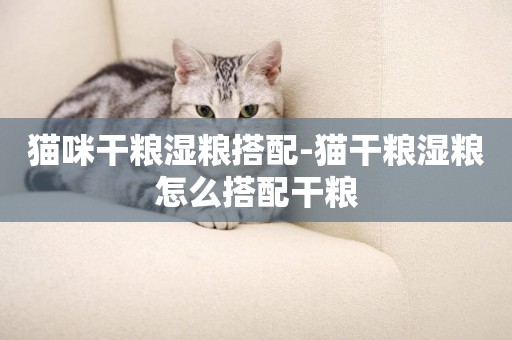 貓咪干糧濕糧搭配-貓干糧濕糧怎么搭配干糧