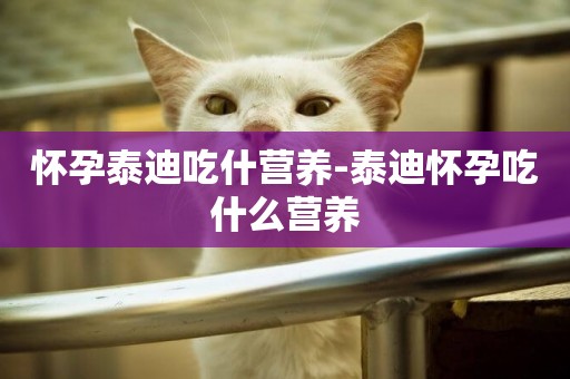 懷孕泰迪吃什營養-泰迪懷孕吃什么營養