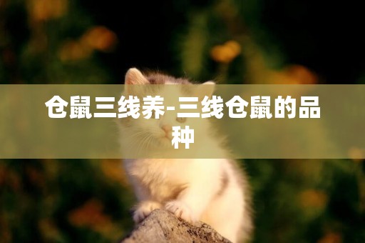 倉鼠三線養-三線倉鼠的品種