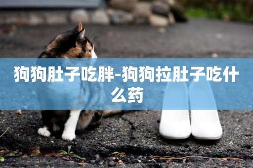 狗狗肚子吃胖-狗狗拉肚子吃什么藥
