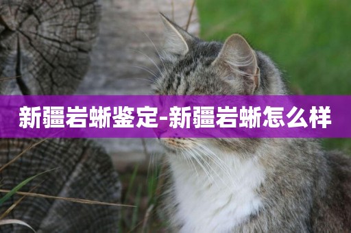 新疆巖蜥鑒定-新疆巖蜥怎么樣