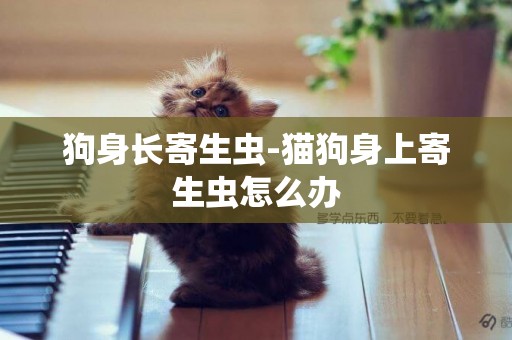 狗身長寄生蟲-貓狗身上寄生蟲怎么辦