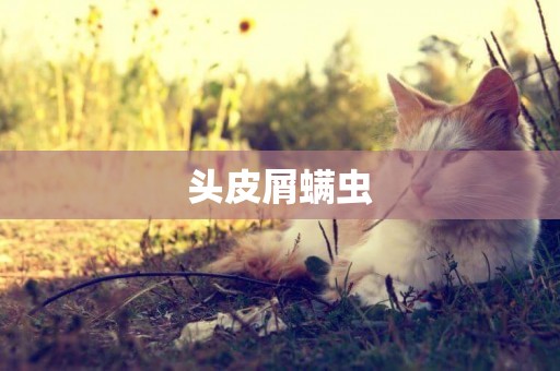 頭皮屑螨蟲