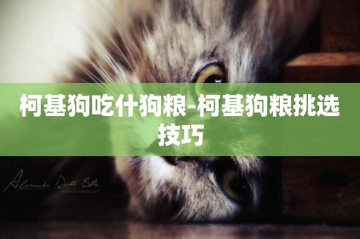 柯基狗吃什狗糧-柯基狗糧挑選技巧