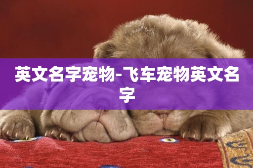英文名字寵物-飛車寵物英文名字