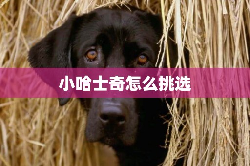 小哈士奇怎么挑選