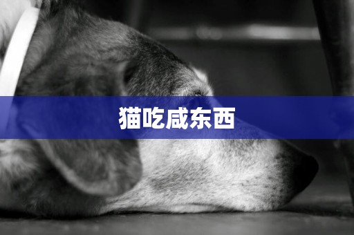 貓吃咸東西
