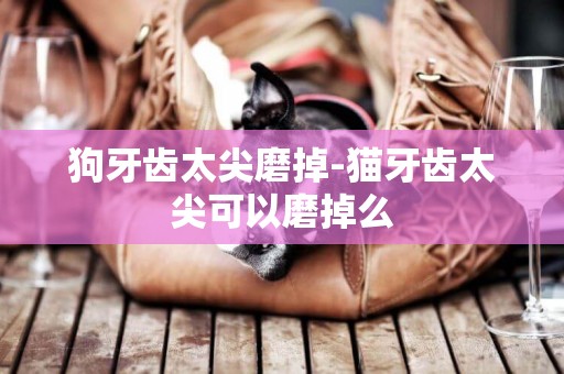 狗牙齒太尖磨掉-貓牙齒太尖可以磨掉么