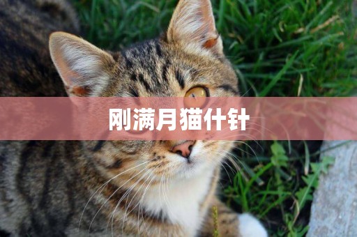剛滿月貓什針