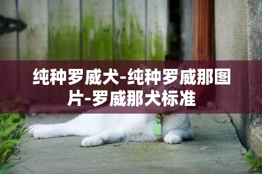 純種羅威犬-純種羅威那圖片-羅威那犬標準
