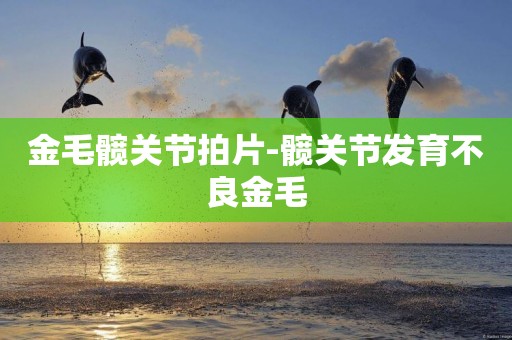金毛髖關節拍片-髖關節發育不良金毛