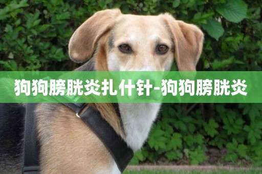 狗狗膀胱炎扎什針-狗狗膀胱炎
