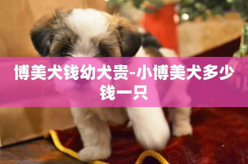 博美犬錢幼犬貴-小博美犬多少錢一只