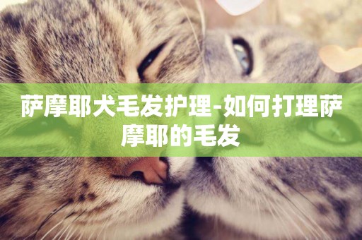 薩摩耶犬毛發護理-如何打理薩摩耶的毛發