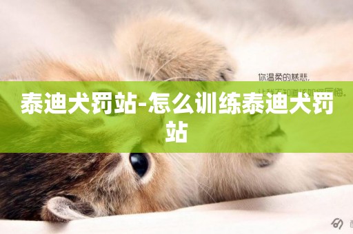泰迪犬罰站-怎么訓練泰迪犬罰站