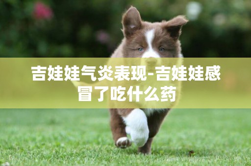 吉娃娃氣炎表現-吉娃娃感冒了吃什么藥