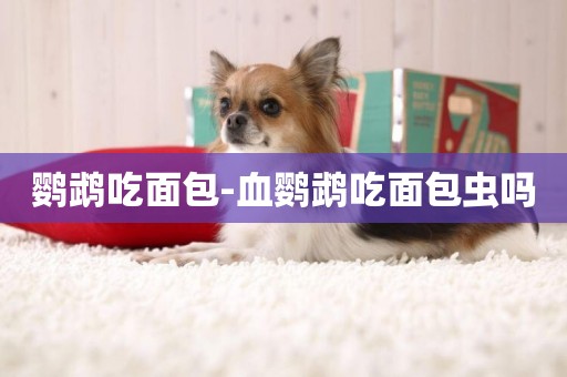 鸚鵡吃面包-血鸚鵡吃面包蟲嗎