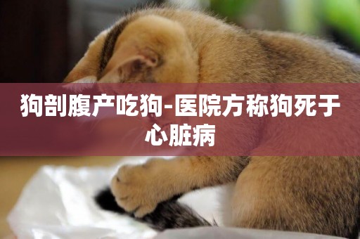 狗剖腹產吃狗-醫院方稱狗死于心臟病