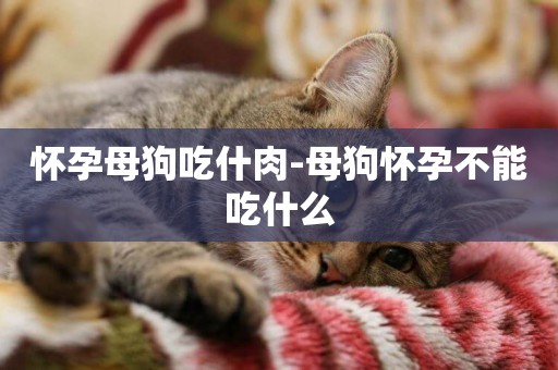 懷孕母狗吃什肉-母狗懷孕不能吃什么