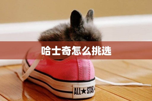 哈士奇怎么挑選