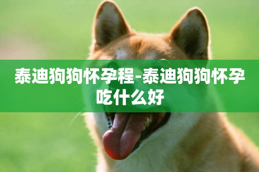 泰迪狗狗懷孕程-泰迪狗狗懷孕吃什么好