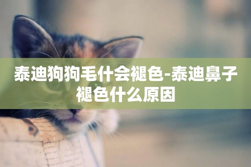 泰迪狗狗毛什會褪色-泰迪鼻子褪色什么原因