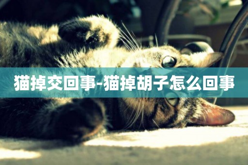 貓掉交回事-貓掉胡子怎么回事