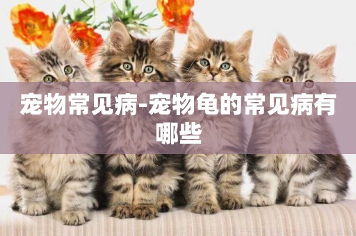 寵物常見病-寵物龜的常見病有哪些