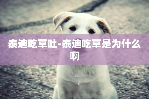 泰迪吃草吐-泰迪吃草是為什么啊