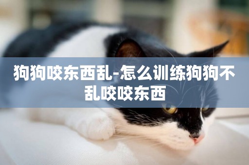 狗狗咬東西亂-怎么訓練狗狗不亂咬咬東西