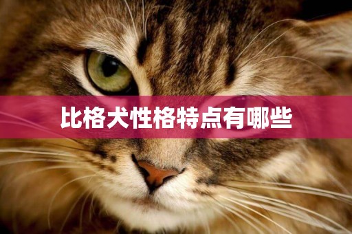 比格犬性格特點有哪些