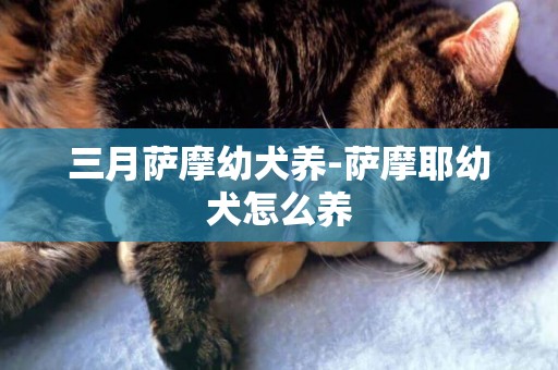 三月薩摩幼犬養-薩摩耶幼犬怎么養