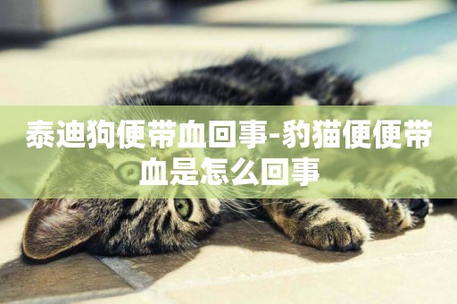 泰迪狗便帶血回事-豹貓便便帶血是怎么回事